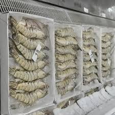 Tôm sú nguyên con đông lạnh 15 con